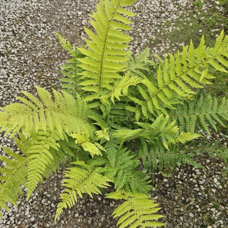 Polystichum setiferum 'Dahlem' - young plant in mid summer