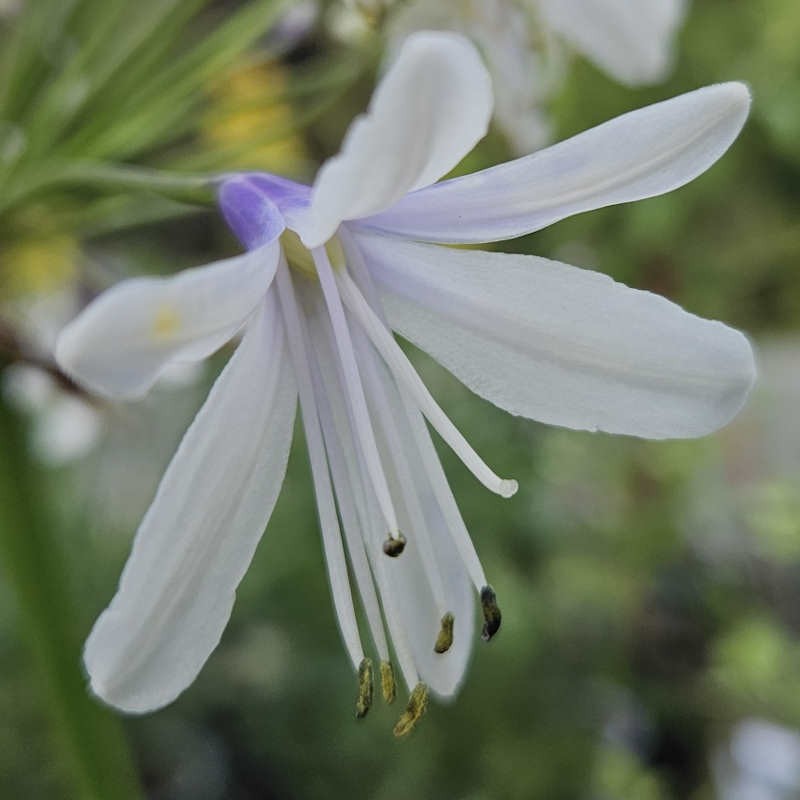 Agapanthus 'Fireworks' - flowers