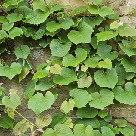 Vitis coignetiae - green summer leaves Vitis coignetiae - green summer leaves