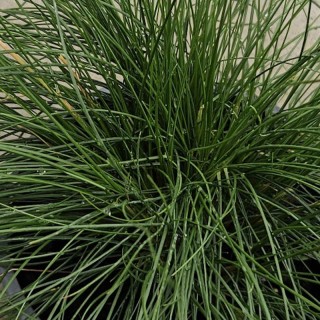 Festuca glauca 'Sunrise' - leaves in summer