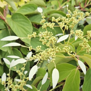 Schizophragma integrifolium 'Windmills' - flower bracts in mid summer