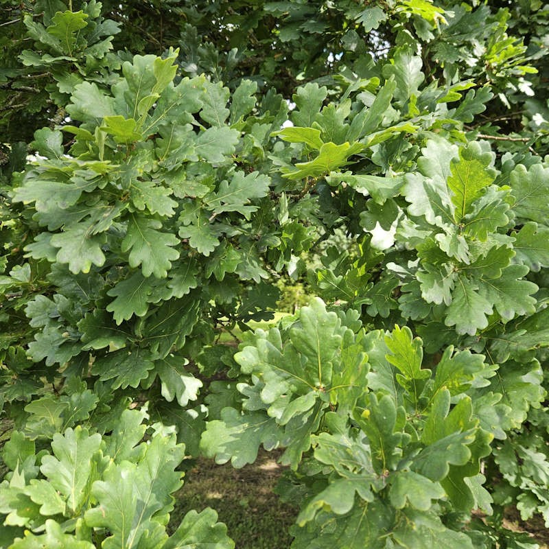 Quercus robur - summer leaves