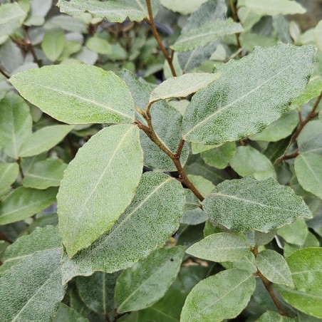 Elaeagnus x ebbingei - leaves in summer Elaeagnus x ebbingei - leaves in summer