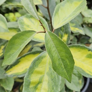 Elaeagnus x ebbingei 'Limelight' - leaves in summer.