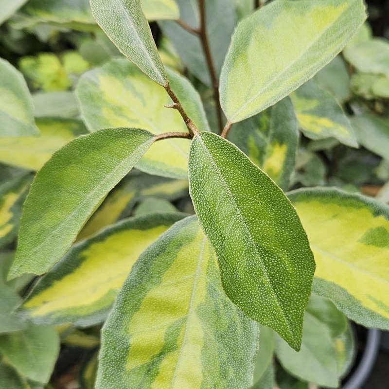 Elaeagnus x ebbingei 'Limelight' - leaves in summer.