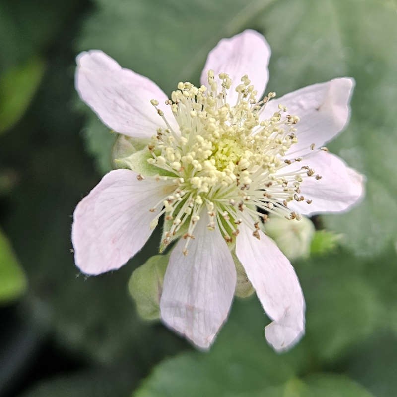 Rubus fruticosus 'Black Satin' - summer flowers