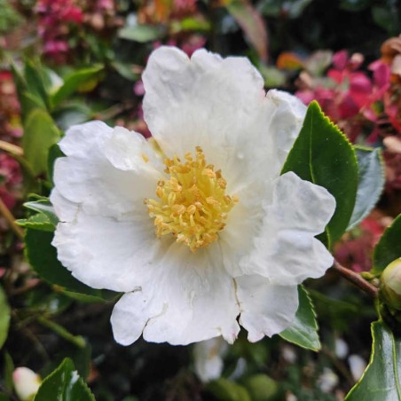 Camellia sasanqua 'Kenkyo' - winter flowers Camellia sasanqua 'Kenkyo' - winter flowers