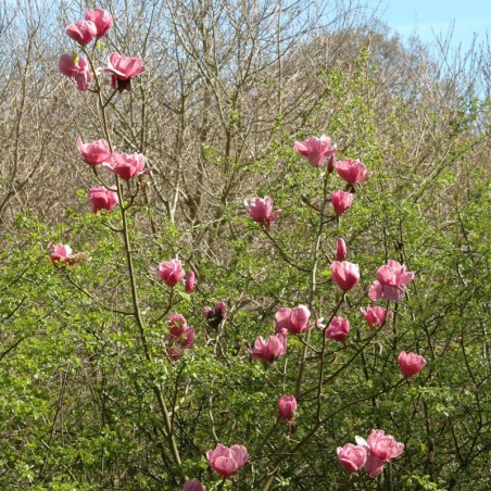 Magnolia 'Felix Jury' - established specimen Magnolia 'Felix Jury' - established specimen