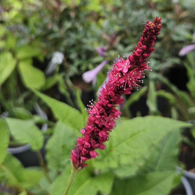 Persicaria amplexicaulis 'Amethyst Summer' - flowers in summer