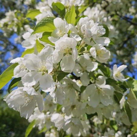 Malus hupehensis - massses of spring flower Malus hupehensis - massses of spring flower