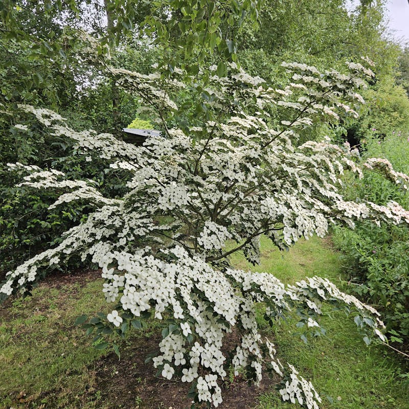 Cornus kousa 'Wieting's Select' - masses of white flower bracts in early July