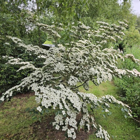 Cornus kousa 'Wieting's Select' - masses of white flower bracts in early July