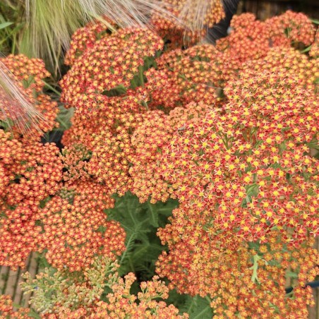 Achillea millefolium 'Walther Funcke' - masses of flower in late June Achillea millefolium 'Walther Funcke' - masses of flower in late June