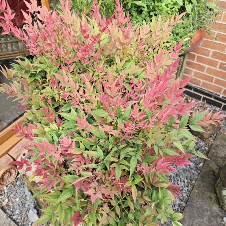 Nandina domestica 'Obsessed' - established plant growing in a large pot Nandina domestica 'Obsessed' - established plant growing in a large pot