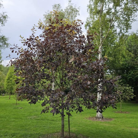 Quercus robur 'Timuki' - established tree