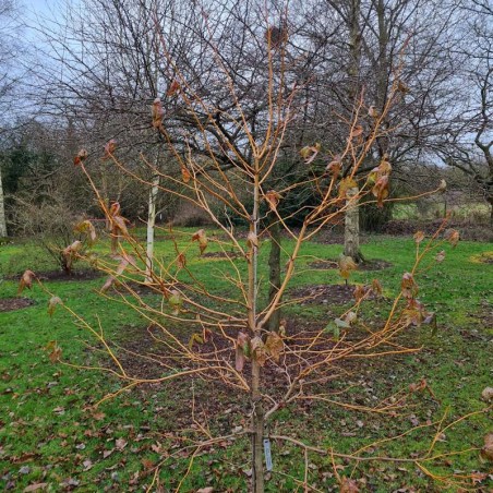 Liquidambar styraciflua 'Golden Sun' - golden winter stems