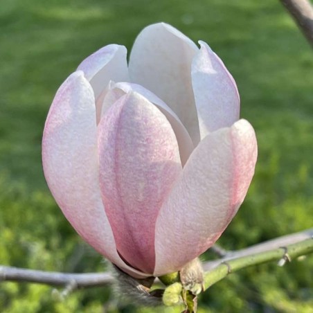 Magnolia 'Columnar Pink' - spring flowers Magnolia 'Columnar Pink' - spring flowers