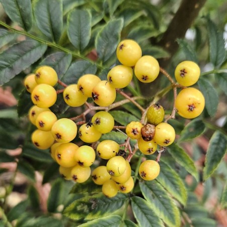 Sorbus 'Autumn Spire' - autumn berries Sorbus 'Autumn Spire' - autumn berries