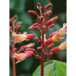 Aesculus pavia 'Splendens' - Spring flowers