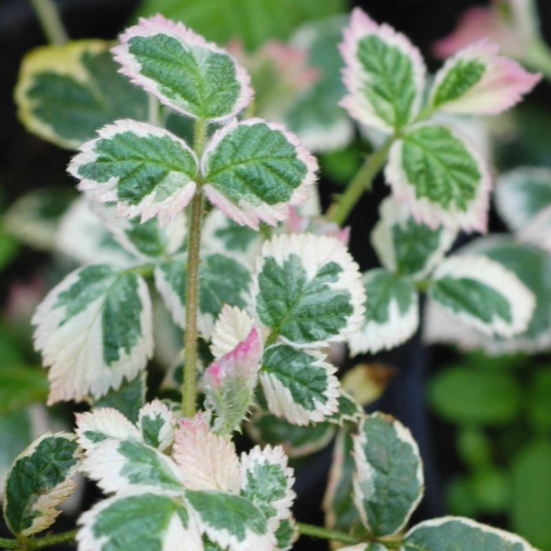 Rubus fruticosus 'Variegatus' - young variegated leaves