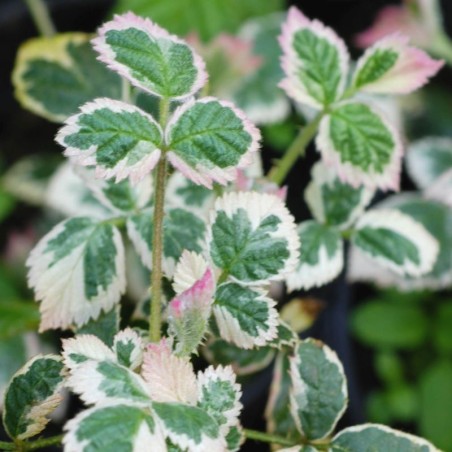 Rubus fruticosus 'Variegatus' - young variegated leaves