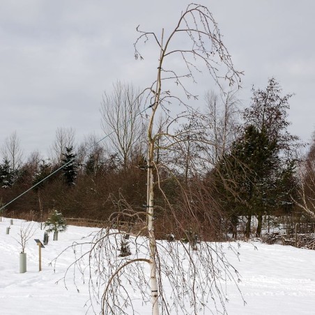 Betula utilis 'Longtrunk' - young tree Betula utilis 'Longtrunk' - young tree