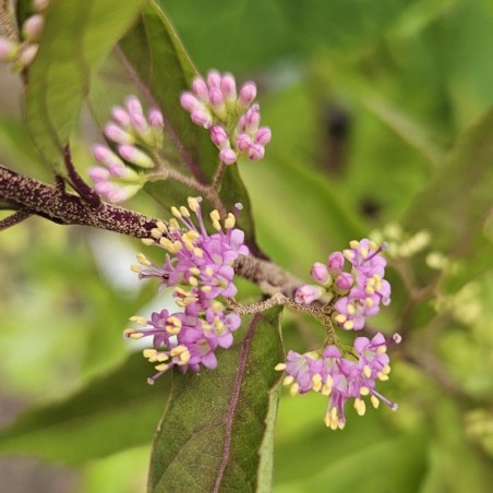 Callicarpa dichotoma 'Issai' - summer flowers Callicarpa dichotoma 'Issai' - summer flowers