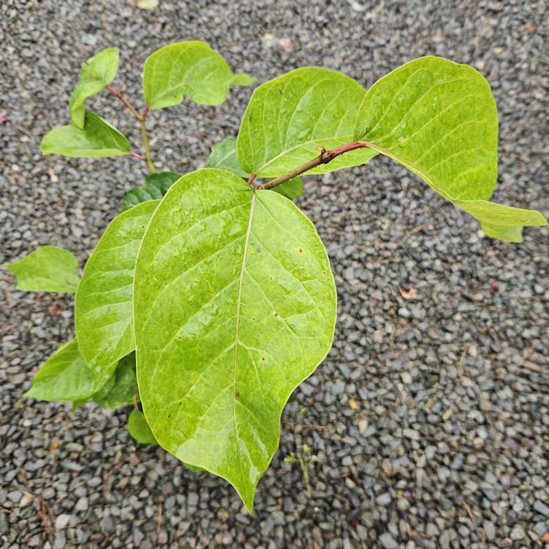 Neoshirakia japonica (syn. Sapium japonicum) - summer leaves