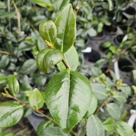 Camellia japonica 'Deep Secret' - dark green leaves
