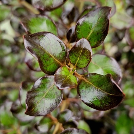 Coprosma 'Purple Haze' - leaves in summer Coprosma 'Purple Haze' - leaves in summer