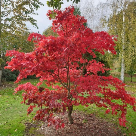 Acer palmatum 'Osakazuki' (Japanese Maple)
