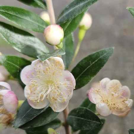 Myrtus communis subsp tarentina - summer flowers Myrtus communis subsp tarentina - summer flowers