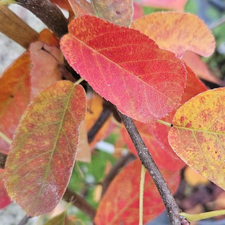 Amelanchier 'Princess Diana' - autumn colour Amelanchier 'Princess Diana' - autumn colour