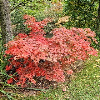 Acer palmatum 'Westonbirt Orange' - autumn colour