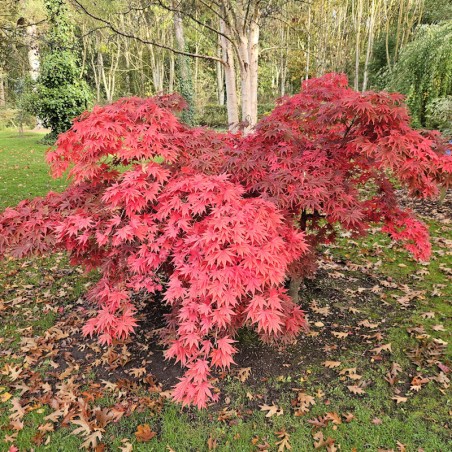Acer palmatum 'Westonbirt Red' - autumn colour Acer palmatum 'Westonbirt Red' - autumn colour