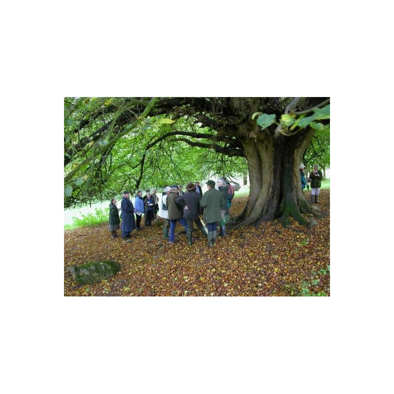 Tilia cordata (Bundle of 50 Plants)