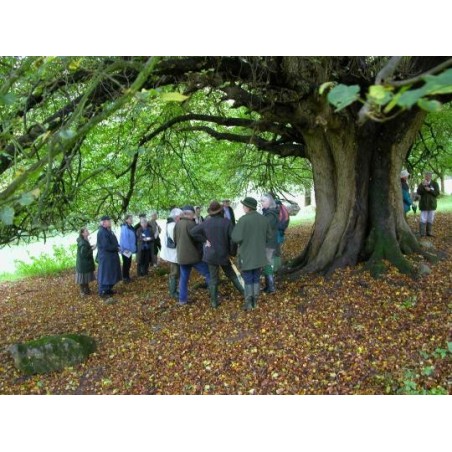 Tilia cordata (Bundle of 50 Plants) Tilia cordata (Bundle of 50 Plants)