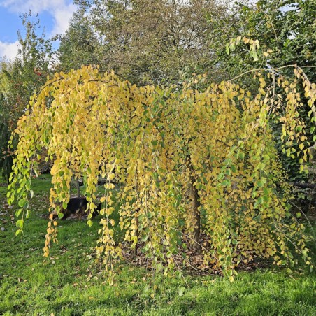 Cercidiphyllum japonicum 'Pendulum' - autumn colour Cercidiphyllum japonicum 'Pendulum' - autumn colour