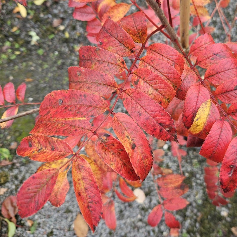Sorbus 'Wisley Gold' - autumn colour