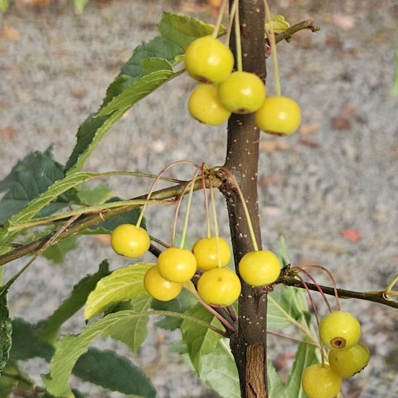 Malus transitoria - berries in autumn