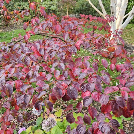 Cornus kousa 'Radiant Rose' - autumn colour Cornus kousa 'Radiant Rose' - autumn colour
