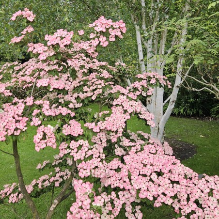 Cornus kousa 'Radiant Rose' - flowers in early summer Cornus kousa 'Radiant Rose' - flowers in early summer