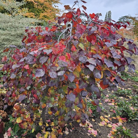 Cercis canadensis 'Ruby Falls' - established tree Cercis canadensis 'Ruby Falls' - established tree