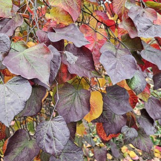 Cercis canadensis 'Ruby Falls' - close up of purple and orange autumn leaves