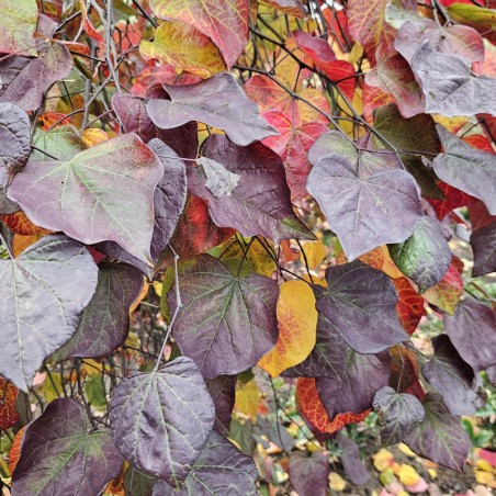 Cercis canadensis 'Ruby Falls' - autumn colour Cercis canadensis 'Ruby Falls' - autumn colour