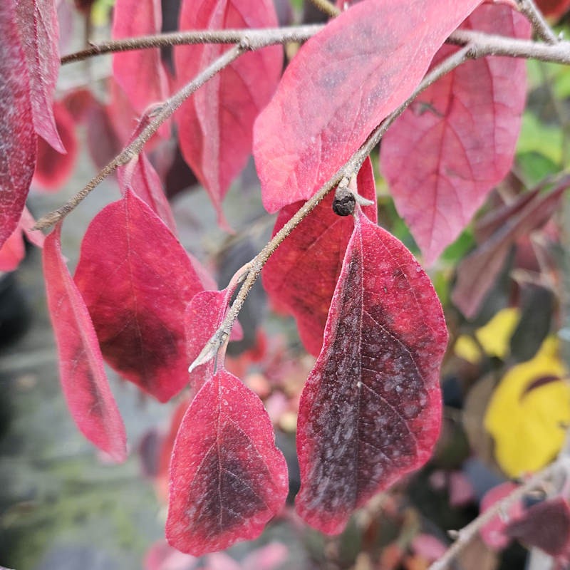 Sycoparrotia semidecidua - leaves in winter