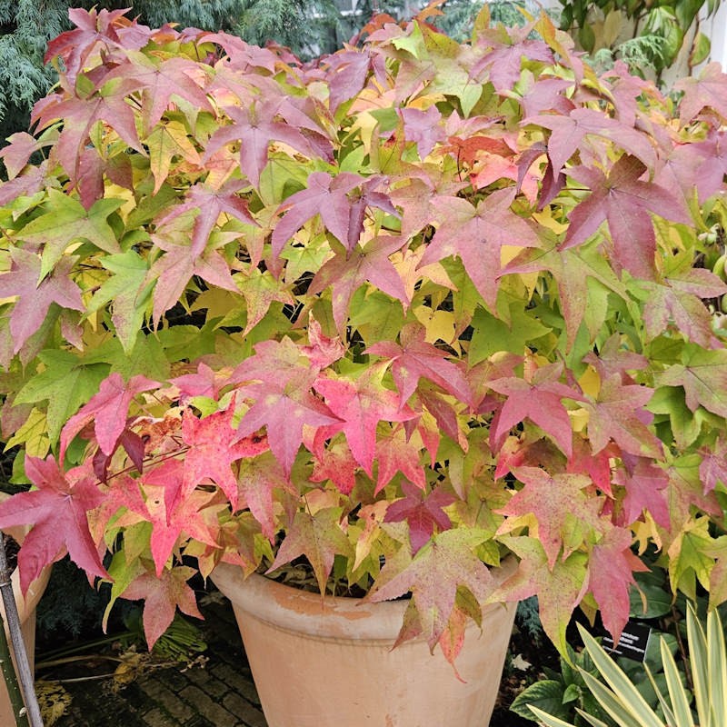 Liquidambar styraciflua 'Gum Ball' - container growing  plant, grafted at ground level.
