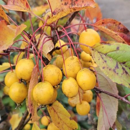 Malus 'Comtesse de Paris' - yellow fruit in autumn Malus 'Comtesse de Paris' - yellow fruit in autumn