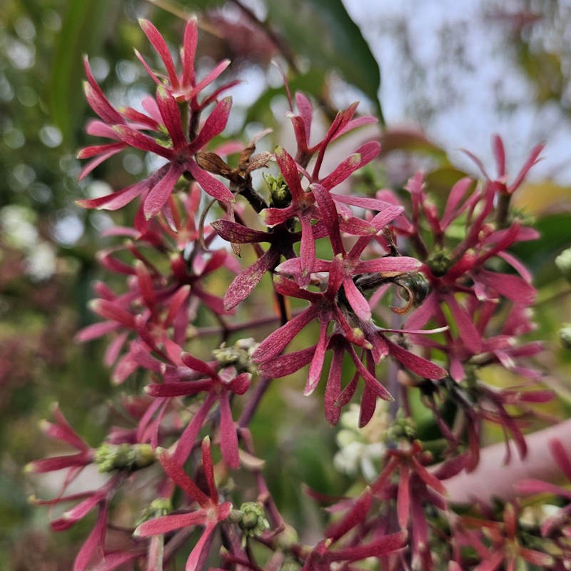 Heptacodium miconioides - dark pink sepals after the flowers have fallen in early autumn