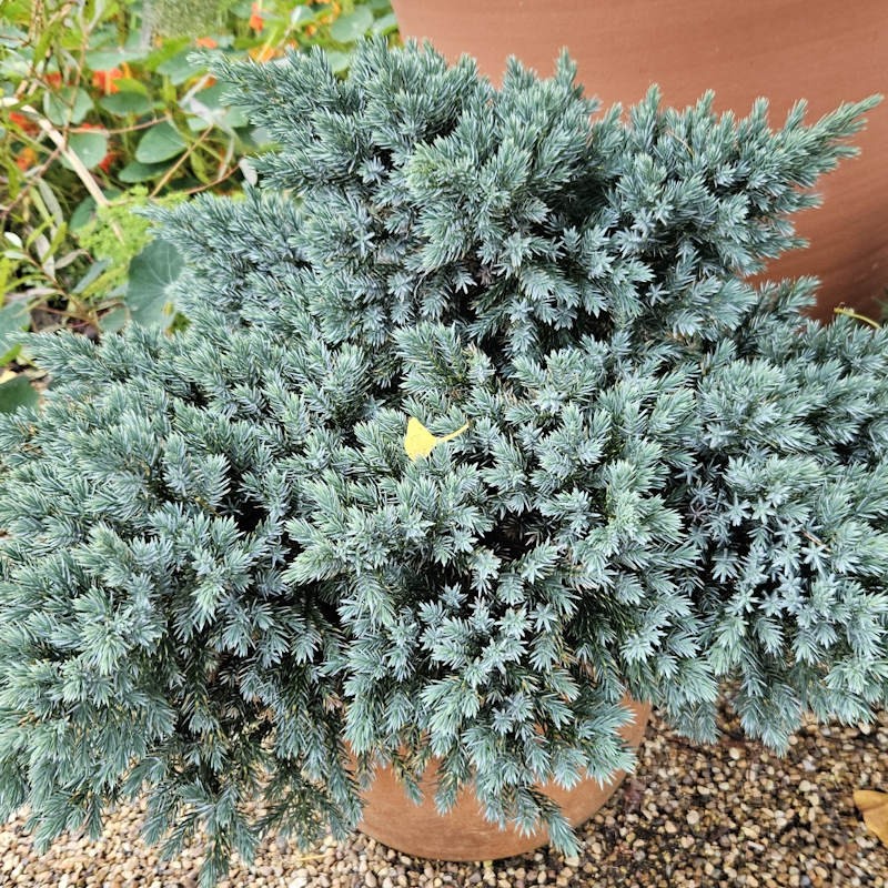 Juniperus squamata 'Blue Star' - growing in a container